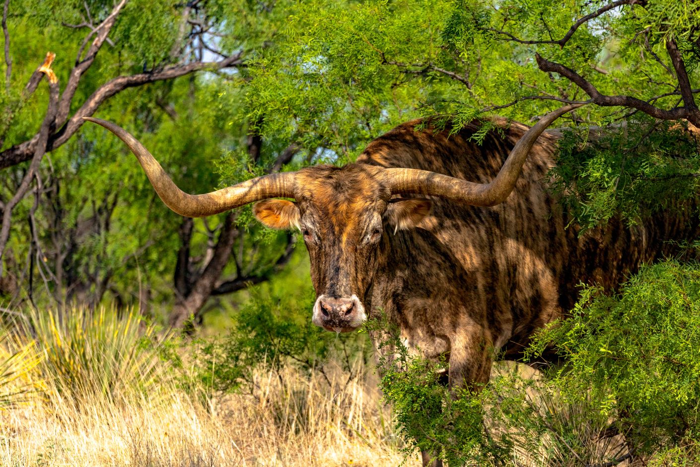 (c) Travel Texas
